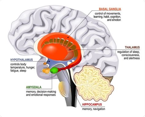 Limbic system. Cross section of the human brain. Mammillary body, basal ganglia, pituitary gland ...