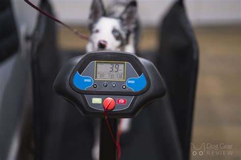 Manual vs. Motorized Dog Treadmills