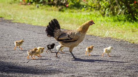 Year of the Rooster: How Kauai's Feral Chickens Do It | Live Science