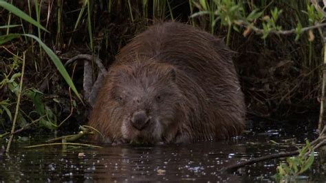 Video of Eurasian beaver | Britannica