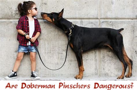 Are Doberman Dogs Dangerous