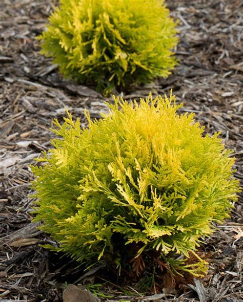 Anna's Magic Ball® - Arborvitae - Thuja occidentalis | Small evergreen ...