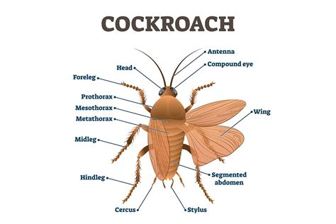 Cockroaches: Identification, Signs and Control of Roaches