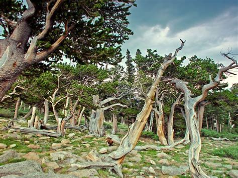 Krummholz / Bristlecone Pine Picture