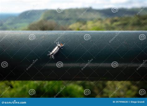 Black and White Moth Caterpillar Stock Photo - Image of fauna, hairs ...