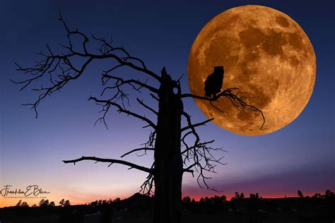 Moon Owl Composite ART - Bliss Photographics Animals