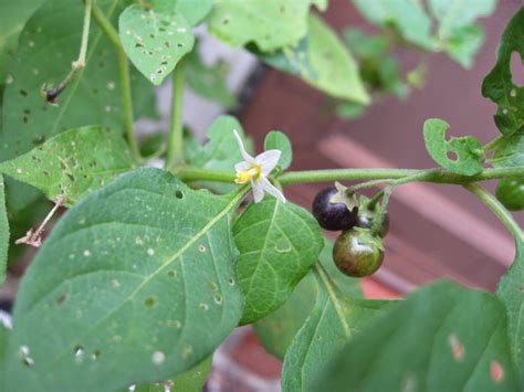 Capital Naturalist by Alonso Abugattas: Black Nightshade