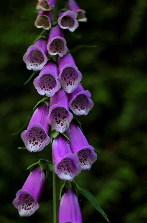 digitalis, foxglove, toxic, flowers, garden, purple | Pikist