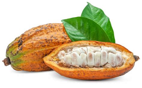 What Does A Cacao Fruit Taste Like? | Cuisinevault