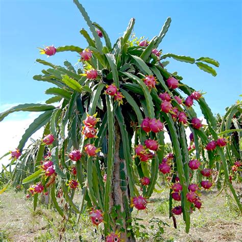 Red Dragon Fruit - tropextrakt