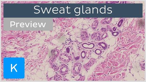 In The Diagram Of Skin Shown Below Where Is The Apocrine Sweat Gland - General Wiring Diagram