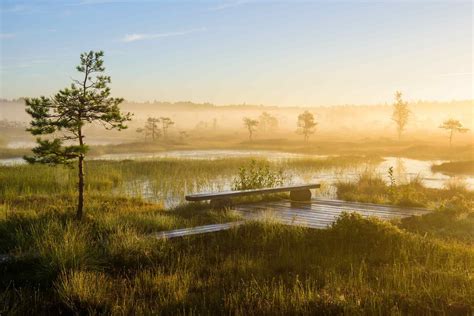 Peace and quiet at Soomaa bog, Estonia : europe