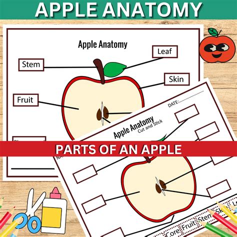 Apple Anatomy, Parts of an Apple posters and worksheet- Fall Activity | Teaching Resources