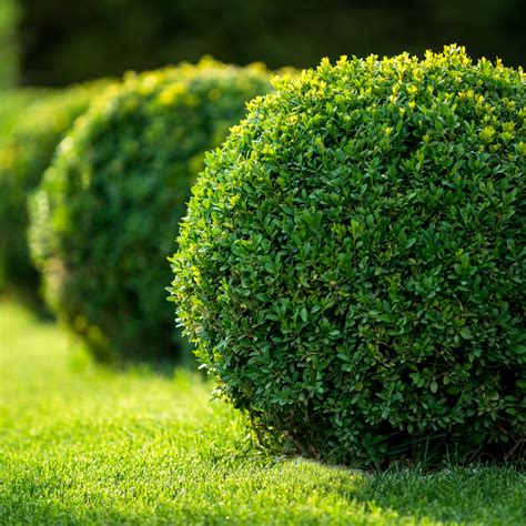 Types Of Boxwood Evergreen Shrubs