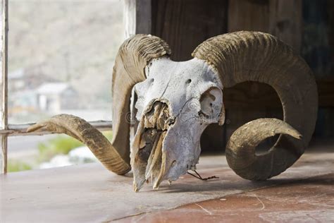 Big Horn Sheep Skull Stock Photography - Image: 10072722