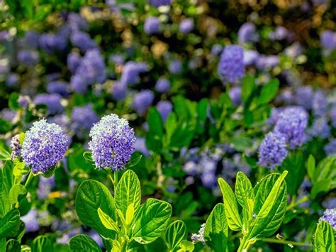 Northwestern Evergreen Shrubs: Growing Evergreen Bushes For Year-Round ...