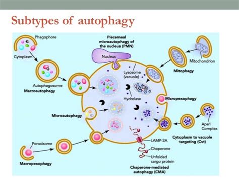 Autophagy: implications in neurodegeneration, fitness exercise and be…