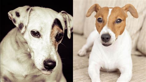 Jack Russell Terrier Colors [Color Options, Coats, & Markings]