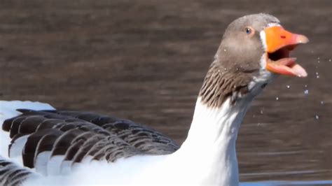 Goose honk / call sound & bathing - YouTube