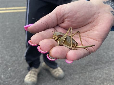 Mormon crickets swarms spur Oregon push to fight pests