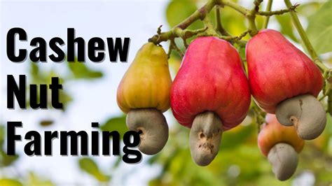 Complete Guide to Successful Cashew Nut Farming- Plantation, Care, and ...