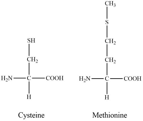 How do the structures of cysteine and methionine differ? | Quizlet