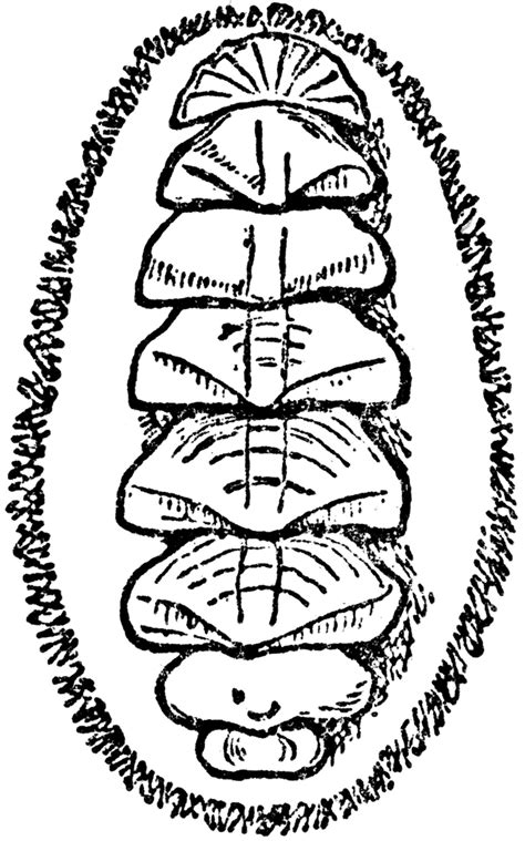 Chiton Diagram