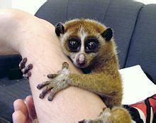 Slow loris - Alchetron, The Free Social Encyclopedia