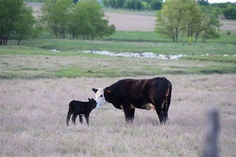 5 Black Cattle Breeds With Their Pictures - Globalpetblog