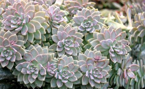 Ghost Plant-Graptopetalum Paraguayense Care and Propagation - Succulent ...