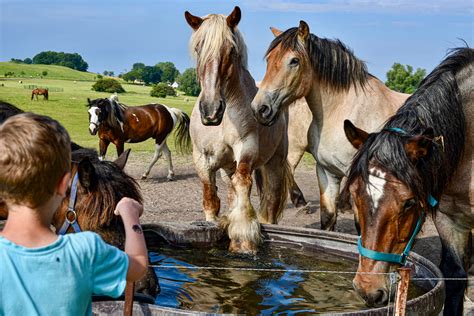 Horse island on Behance