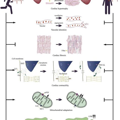 Cardiac alterations in the context of exercise and CHF. Exercise... | Download Scientific Diagram