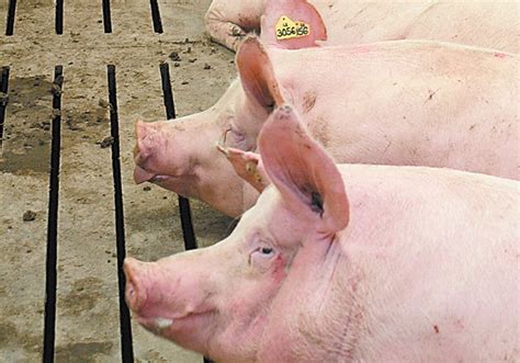 Hog futures rally to highest since mid-October | The Western Producer