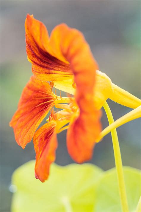 15 of the Best Nasturtium Varieties | Gardener’s Path