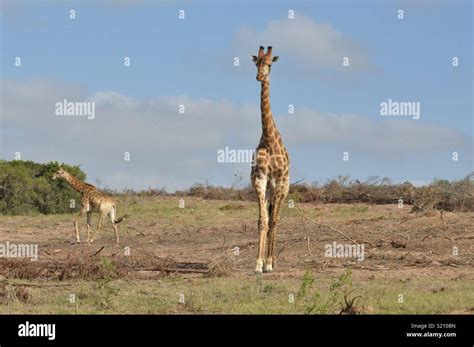 Safari. Lalibela Game Reserve. South Africa Stock Photo - Alamy