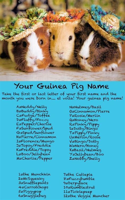 Your Guinea Pig name.: Baby Guinea Pigs, Guinea Pig Toys, Guinea Pig ...