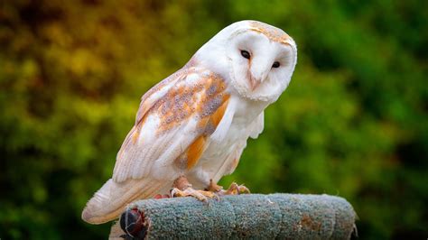 10,000+ Free Barn Owl & Owl Images - Pixabay