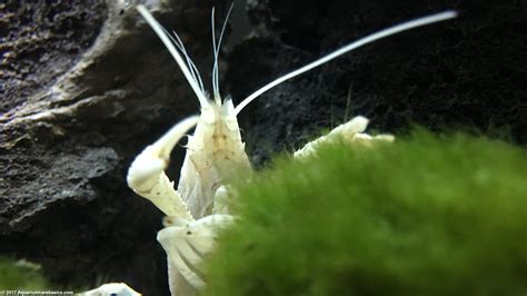 White Crayfish: Care, Size, Feeding, Tankmates & Molting - Video