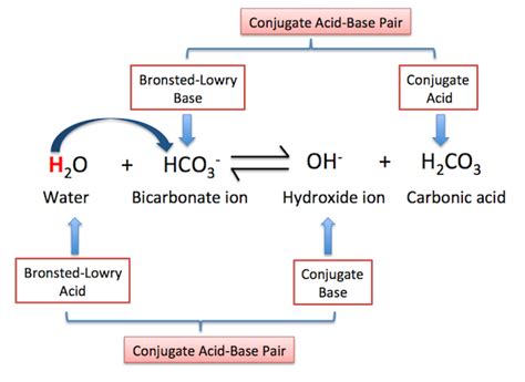 Bronsted Lowry Base | Definition, Reactions & Examples - Lesson | Study.com