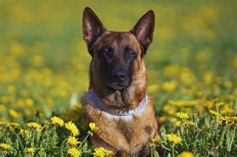 8 Belgian Malinois Breeders: Best Places To Find A Puppy