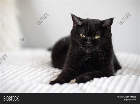 Portrait Cat. Scottish Image & Photo (Free Trial) | Bigstock