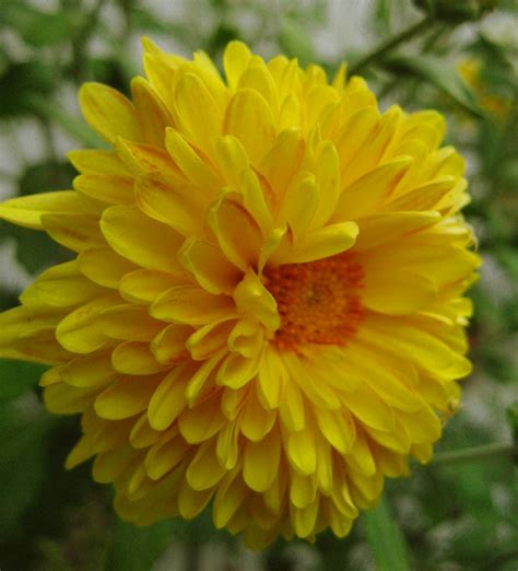 Bushveld Safaris cccam: Yellow Chrysanthemum