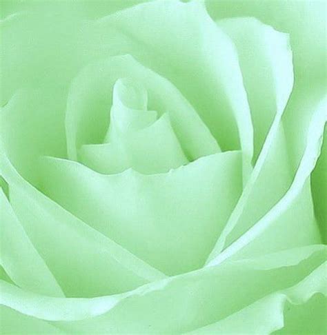 ~ It's a Colorful Life ~ | Mint green aesthetic, Flower aesthetic ...