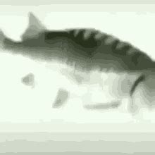 Fish Spin GIF - FishSpin - Discover & Share GIFs