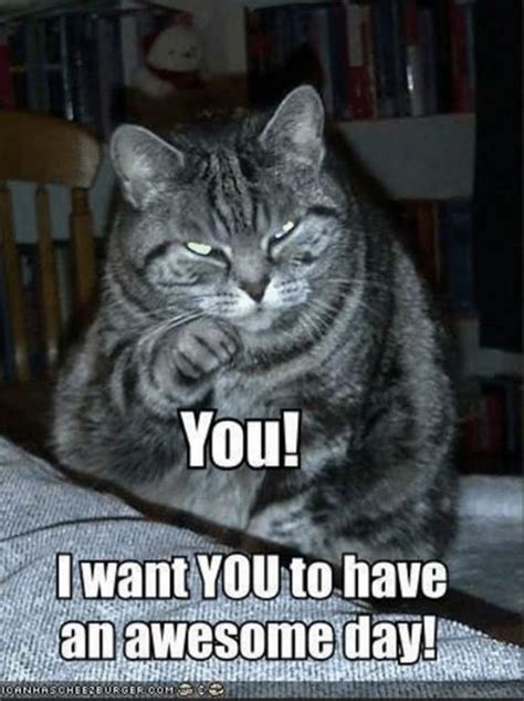 101 "Have a Great Day" Memes To Wish Someone Special a Good Day | Cat quotes funny, Good morning ...