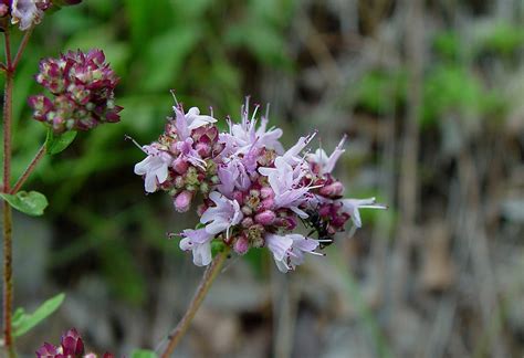 Origanum vulgare (wild marjoram): Go Botany