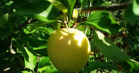 A LIFE OF APPLES: Apples in Mythology: The Golden Apple Part I