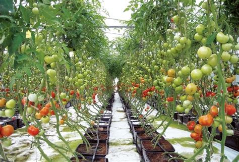Hydroponic Farming In West Bengal - herbedmoms