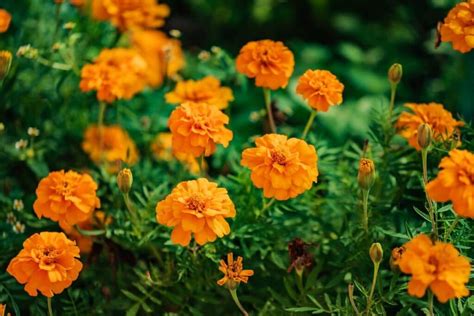 Marigold Flower Meaning and Symbolism You Should Know | Florgeous