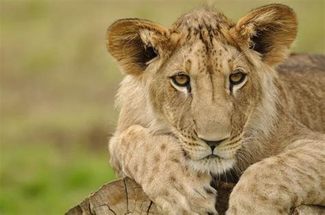 Lion sleeping in tree | Lion sleeping on tree — Stock Photo © duben #35443743